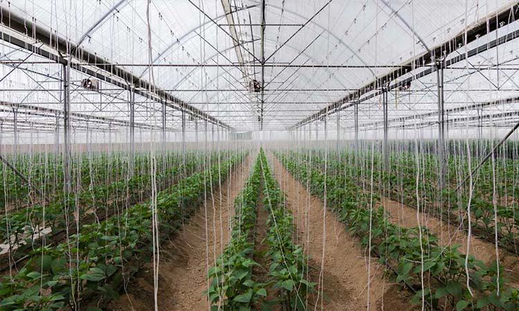 نایلون گلخانه آنتی فاگ؛ رفع مه گرفتگی در گلخانه